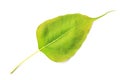 Bodhi leaf vein isolated on white background