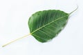 Bodhi leaf vein isolated on white background Royalty Free Stock Photo