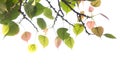 Bodhi leaves isolated on White background or Peepal Leaf Royalty Free Stock Photo