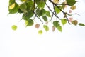 Bodhi leaves isolated on White background or Peepal Leaf Royalty Free Stock Photo