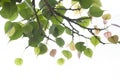 Bodhi leaves isolated on White background or Peepal Leaf Royalty Free Stock Photo