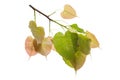 Bodhi leaves isolated on White background or Peepal Leaf from the Bodhi tree