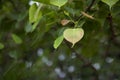 Bodhi leaves or Peepal Leaf from the Bodhi tree