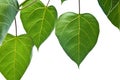 Bodhi or Peepal Leaf from the Bodhi tree Royalty Free Stock Photo