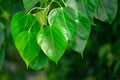 Bodhi or Peepal Leaf from the Bodhi tree Royalty Free Stock Photo