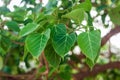 Bodhi or Peepal Leaf from the Bodhi tree, Buddhist.