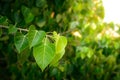 Bodhi or Peepal Leaf from the Bodhi tree Royalty Free Stock Photo