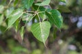 Bodhi or Peepal Leaf from the Bodhi tree, Sacred Tree for Hindus Royalty Free Stock Photo