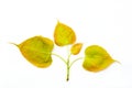 Bodhi or Peepal leaf and bud on white background Royalty Free Stock Photo