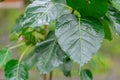 Bodhi or Peepal Leaf on nature background Royalty Free Stock Photo