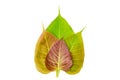 Bodhi or Peepal Leaf Royalty Free Stock Photo