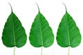 Bodhi-or-Peepal-Leafs