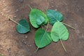 Bodhi Peepal Leaves