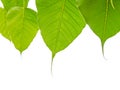 Bodhi or Peepal Leaves on white background Royalty Free Stock Photo