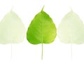 Bodhi or Sacred fig leaf Royalty Free Stock Photo