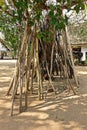 Bodhi tradition crutches, northern Thailand tradition and culture