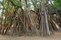 Bodhi tradition crutches, northern Thailand tradition and culture