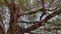 The Bodhi Tree, also called the Bodhi Fig Tree or Bo Tree