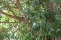 Bodhi tree (Bo Tree, Pipal Tree,Peepul tree,Sacred tree,Sacred fig Tree) isolated on white background Royalty Free Stock Photo