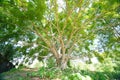 Bodhi Tree Royalty Free Stock Photo