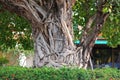 Bodhi tree