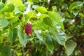 Bodhi tree flowers Royalty Free Stock Photo