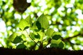 Bodhi Tree leaf , Sacred fig under sunlight.