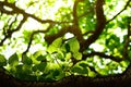 Bodhi Tree leaf , Sacred fig under sunlight.