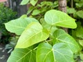 Bodhi tree leaves or sacred fig of ficus religiosa Royalty Free Stock Photo