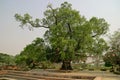 Bodhi tree in Lumbini (Buddha's birthplace)