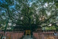 Bodhi Tree Mahabodhi Temple, Bodhgaya