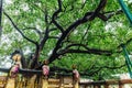 The Bodhi Tree near Mahabodhi Temple at Bodh Gaya, Bihar, India