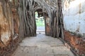 Bodhi tree root the door Royalty Free Stock Photo