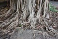 Bodhi Tree roots Royalty Free Stock Photo