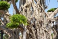 Bodhi tree roots close up. Banyan tree roots close up. Roots of bodhi tree background Royalty Free Stock Photo