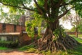 Bodhi Tree Royalty Free Stock Photo