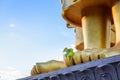 Bodhi tree (Ficus religiosa) Growing from feet of Golden Buddha Royalty Free Stock Photo