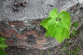 Bodhi tree young Ficus religiosa Growing from the wall Royalty Free Stock Photo