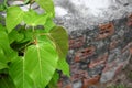 Bodhi tree young Ficus religiosa Growing from the wall Royalty Free Stock Photo