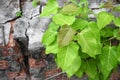 Bodhi tree young Ficus religiosa Growing from the wall Royalty Free Stock Photo