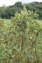 Bodi or Yardlong Bean (Vigna unguiculata) Plants