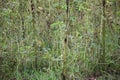 Bodi or Yardlong Bean (Vigna unguiculata) Plants