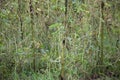 Bodi or Yardlong Bean (Vigna unguiculata) Plants