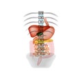 The bodies of the digestive tract. Location in the abdominal cavity. Spine. Vector illustration on background