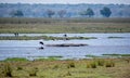 Hippos Killed By Anthrax