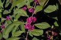 Bodiniers beautyberry callicarpa bodinieri with lilac, purple berries Royalty Free Stock Photo