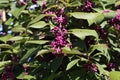 Bodiniers beautyberry callicarpa bodinieri with lilac, purple berries Royalty Free Stock Photo