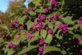 Bodiniers beautyberry callicarpa bodinieri with lilac, purple berries Royalty Free Stock Photo