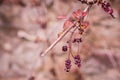 Bodinier`s beautyberry callicarpa bodinieri with lilac, purple spring flowers