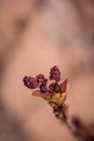 Bodinier`s beautyberry callicarpa bodinieri with lilac, purple spring flowers